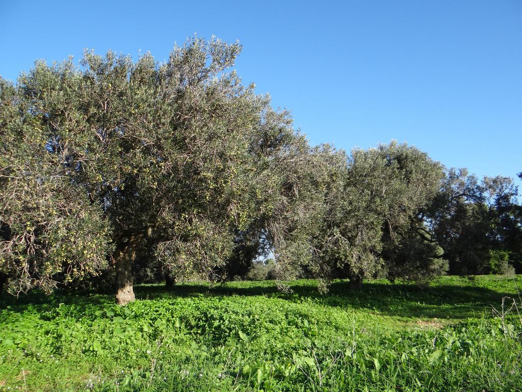 Residence Sterne Hammam al Ghazzaz Εξωτερικό φωτογραφία